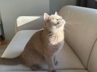LİLAC BRİTİSH SHORTHAİR KEDİMİZE AİLE ARIYORUZ