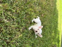 Diablo köpeğimiz yeni yuvasını arıyor