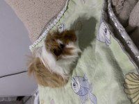 GİNEPİG YUVA ARIYOR