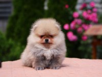 Teacup Erkek Orange Pomeranian
