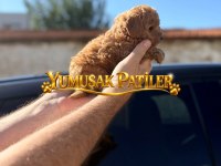 SEVİMLİ IRK TOY POODLE
