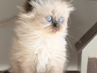 Sosyal British Longhair Kardeşler