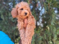 Orijinal Maltipoo Yavrular Randevu Alarak Bakabilirsiniz