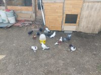 Toplu kelebek posta tip Güvercin