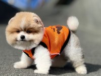 Pomeranian Booo Bebeklerımız