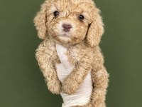 UYGUN KREM TOY POODLE yavrumuz