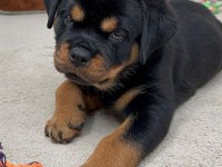 Saf Kan Hattı Rottweiler