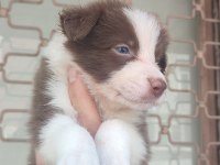 Kahverengi beyaz Border collie yavru