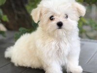 Birbirinden Güzel Safkan Maltese Yavrularımız