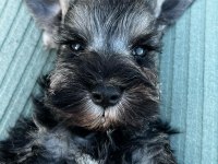 FCI şecereli Miniatute Schnauzer yavru köpekler