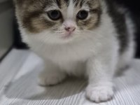 Kendi kedimin yavruları