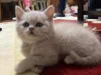 4 TANE GÜZELLER GÜZELİ KRALLAR KRALI KEDİLER