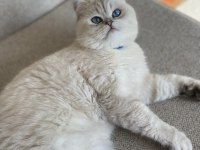 ERKEK VE DİŞİ Scottish straight shorthair MÜKEMMEL GEN!