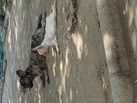 French bulldog Foozy Kızı