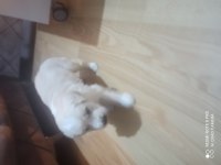 Golden retriever iki aylık erkek aşıları yapılmış