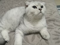 6 aylık scottish fold erkek