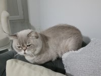 Kısırlaştırmış Erkek British Shorthair