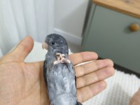 Yavru Dişi Forpus Papağanı