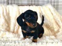 DACHSHUND ( Sosis Köpek ) YAVRULARI