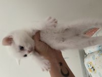 3 beyaz ve 1 gri 1 aylık yavru british longhair