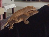 Cift crested geckolar