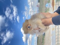 Pomeranian boo yavrularımız