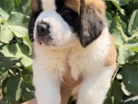 Muhteşem Görsele Sahip St Bernard Yavrular