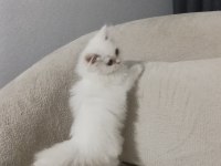 British longhair bebek