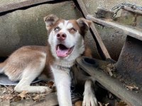 Orijinal husky