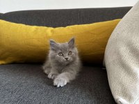 2 aylık Gri British Shorthair yavru