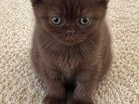 Özel Renk Çikolata Scottish Fold