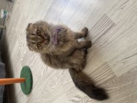 Dişi Scottish Fold Kedime Eş Arıyorum