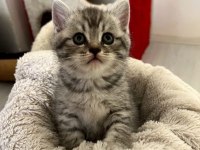 Minik dostlar british shorthair