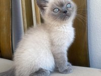 Blue point british shorthair bebekler