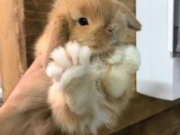SARI/ KARAMEL HOLLANDA LOP YAVRU TAVŞAN