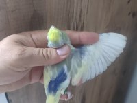 Forpus papağanlarımız