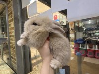 Hollanda lop tavşanlar