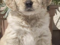 Golden Retriever Köpeği