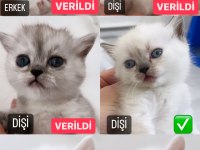 British Longhair Yavrularımız