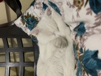 Scottish fold 1.5 yaşında