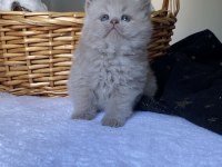Safkan British Kızlarım