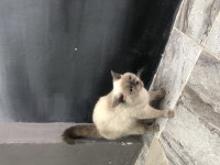 British Shorthair Bluepoint dişi 2,5 yaşında