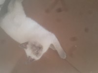 Sahiplendirme british shorthair
