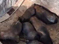 Belçika Kurdu Köpeğimiz