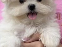 Yavru maltipoo yavrularımız