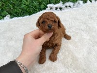 Toy poodle baby