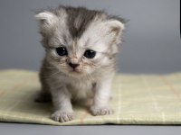 British Longhair Yavru Kedimiz