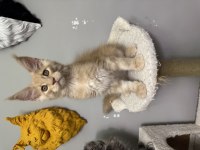 Fark ortada MAİNE COON AYŞE ARIK CATTERY