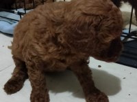 Şecereli Red Brown Kore Toy Poodle Yavruları