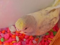 EV ÜRETİMİ ERKEK YAVRU MUHABBET KUŞU